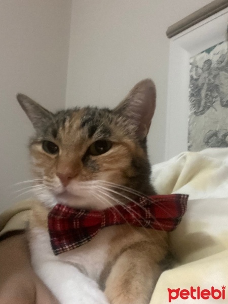 Tekir Kedi, Kedi  Mika fotoğrafı