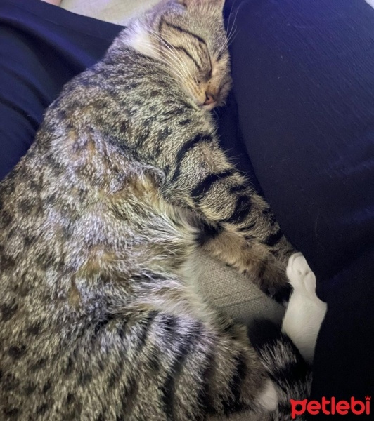 Tekir Kedi, Kedi  Tom fotoğrafı