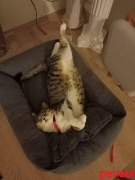 Tekir Kedi, Kedi  Latte fotoğrafı