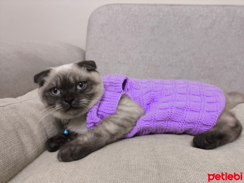 Scottish Fold, Kedi  Mırmır fotoğrafı