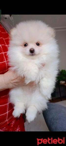 Pomeranyalı, Köpek  Pomeranian fotoğrafı