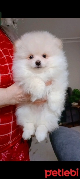 Pomeranyalı, Köpek  Pomeranian fotoğrafı
