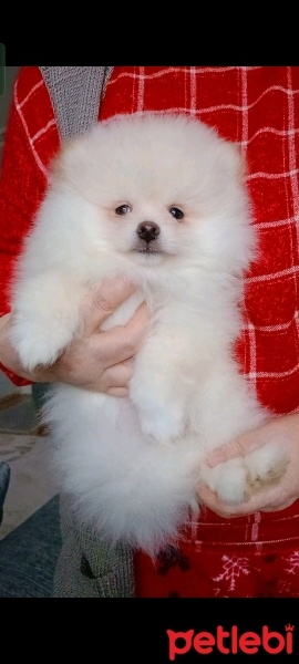 Pomeranyalı, Köpek  Pomeranian fotoğrafı