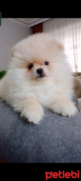 Pomeranyalı, Köpek  Pomeranian fotoğrafı