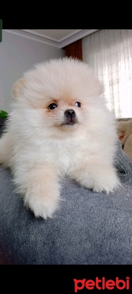 Pomeranyalı, Köpek  Pomeranian fotoğrafı