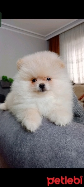 Pomeranyalı, Köpek  Pomeranian fotoğrafı