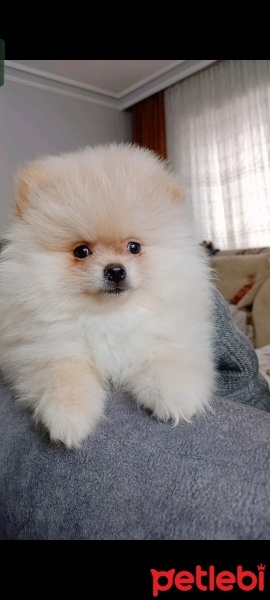 Pomeranyalı, Köpek  Pomeranian fotoğrafı