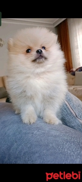 Pomeranyalı, Köpek  Pomeranian fotoğrafı