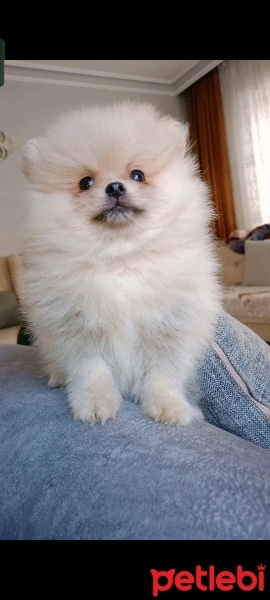 Pomeranyalı, Köpek  Pomeranian fotoğrafı