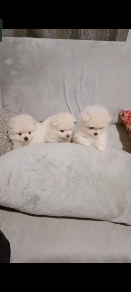 Pomeranyalı, Köpek  Pomeranian fotoğrafı