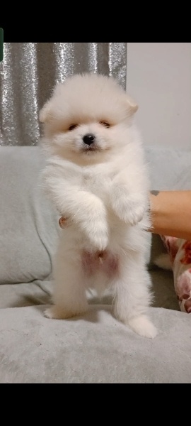 Pomeranyalı, Köpek  Pomeranian fotoğrafı