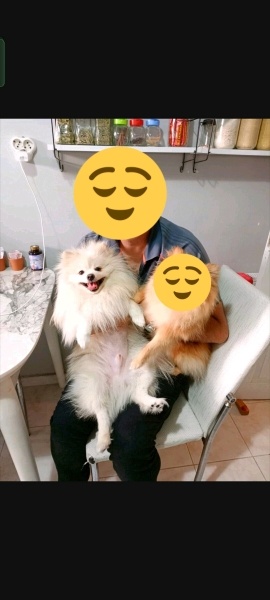Pomeranyalı, Köpek  Pomeranian fotoğrafı