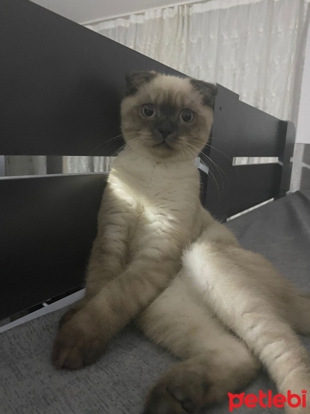 Scottish Fold, Kedi  Şeftali fotoğrafı