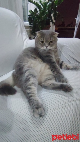 Scottish Fold, Kedi  Kaju fotoğrafı