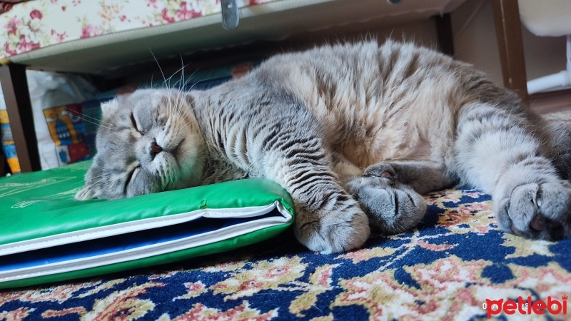 Scottish Fold, Kedi  Kaju fotoğrafı
