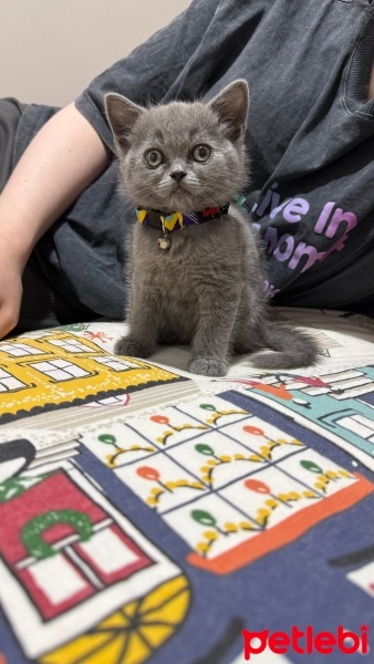 British Shorthair, Kedi  İncir fotoğrafı