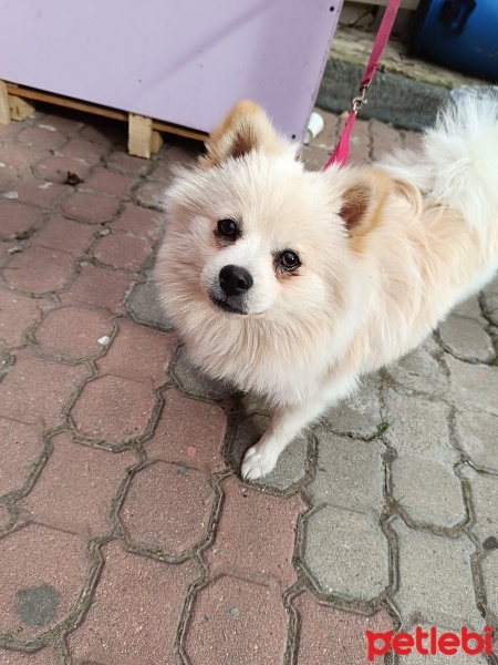 Pomeranyalı, Köpek  Bulut fotoğrafı