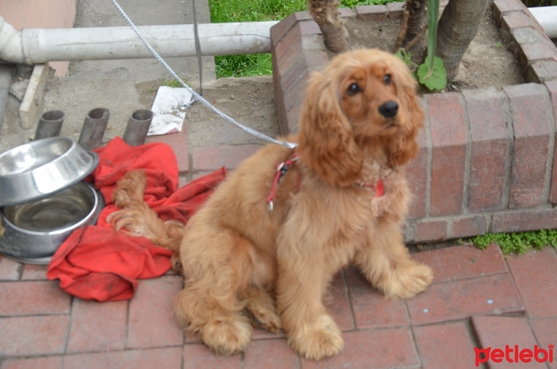 Amerikan Cocker Spaniel, Köpek  DAİSY fotoğrafı