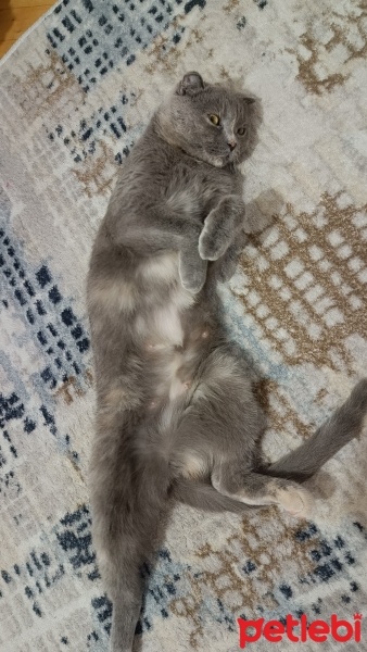Scottish Fold, Kedi  Duman fotoğrafı