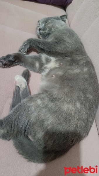 Scottish Fold, Kedi  Duman fotoğrafı