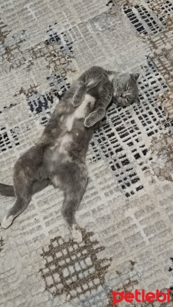 Scottish Fold, Kedi  Duman fotoğrafı
