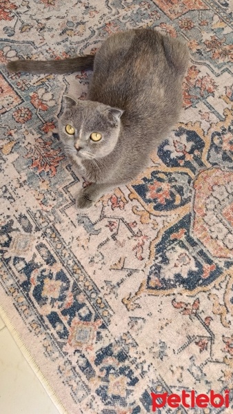 Scottish Fold, Kedi  Duman fotoğrafı