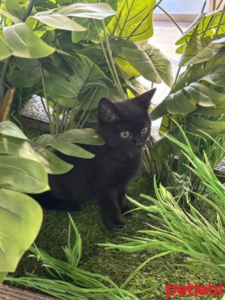 Bombay, Kedi  Zeytin fotoğrafı