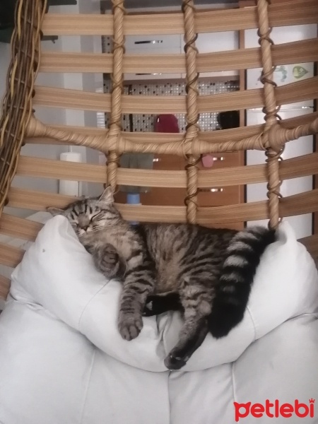 British Shorthair, Kedi  Sanslı fotoğrafı