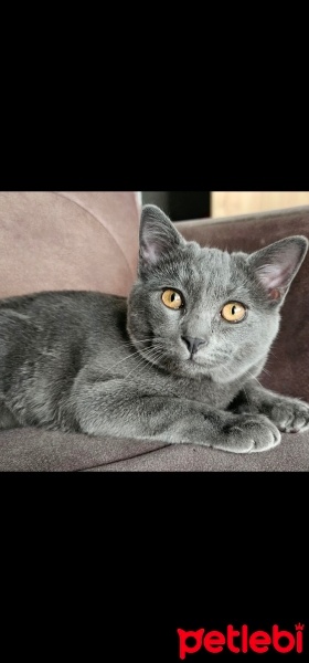 Scottish Fold, Kedi  Gilbırt fotoğrafı