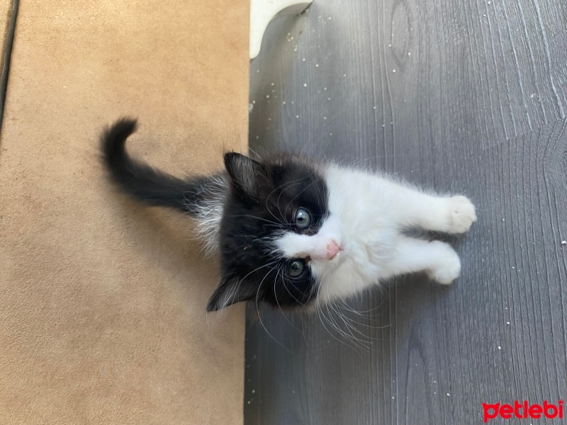 Tekir Kedi, Kedi  Mocha fotoğrafı