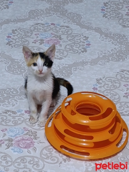 Tekir Kedi, Kedi  Fındık fotoğrafı