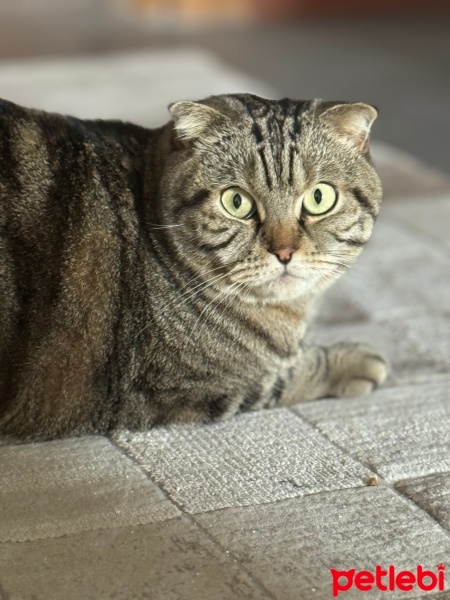 Scottish Fold, Kedi  ARCHİE fotoğrafı
