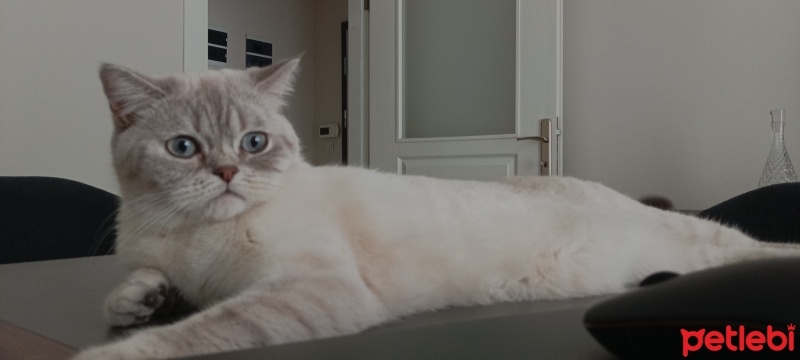 British Shorthair, Kedi  luna fotoğrafı