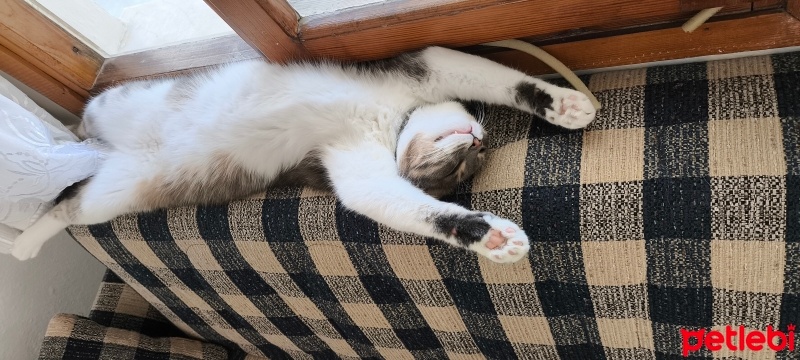 Tekir Kedi, Kedi  Sanat fotoğrafı