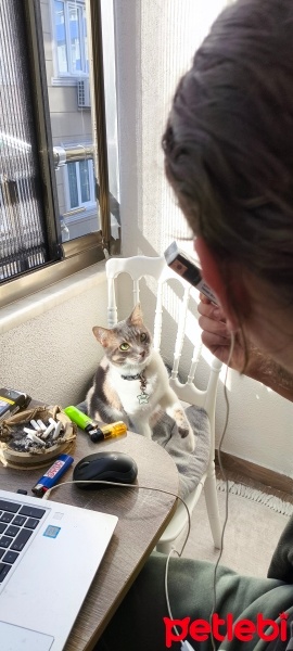 Tekir Kedi, Kedi  Sanat fotoğrafı