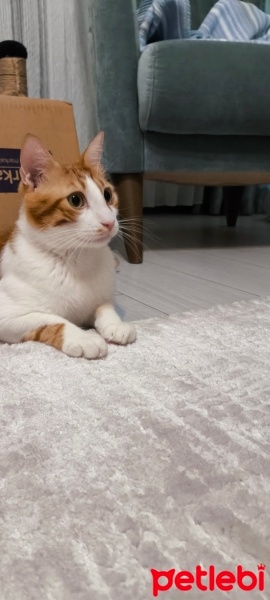 Sarman, Kedi  Salvador fotoğrafı