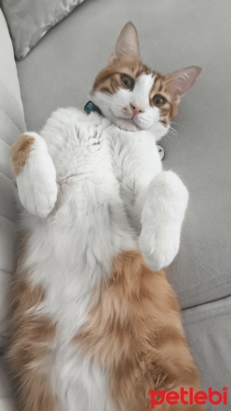 Sarman, Kedi  Salvador fotoğrafı