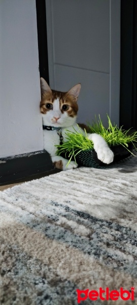 Sarman, Kedi  Salvador fotoğrafı