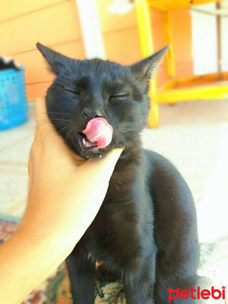 Bombay, Kedi  Zeytin fotoğrafı