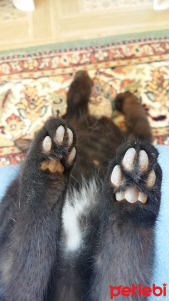 Bombay, Kedi  Zeytin fotoğrafı