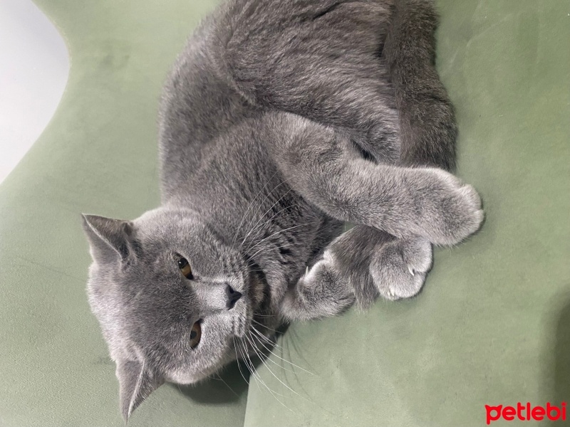 British Shorthair, Kedi  Lina fotoğrafı