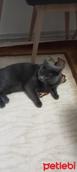 British Shorthair, Kedi  Çeto fotoğrafı