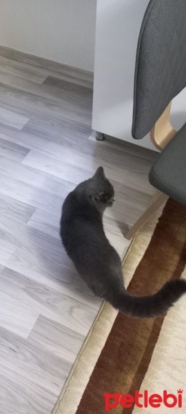 British Shorthair, Kedi  Çeto fotoğrafı