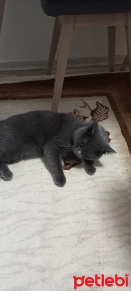 British Shorthair, Kedi  Çeto fotoğrafı