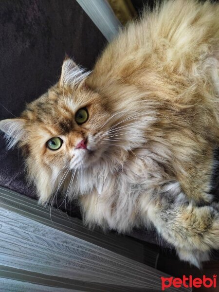 British Longhair, Kedi  PAŞA fotoğrafı