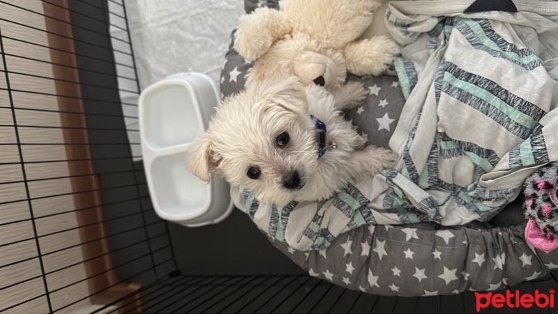 Maltese, Köpek  Ares fotoğrafı