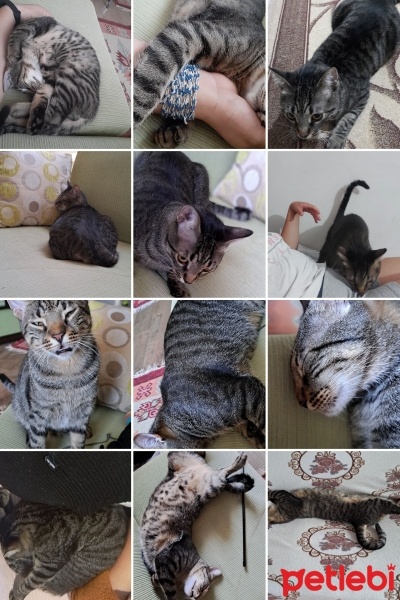 Tekir Kedi, Kedi  MÜEZZA fotoğrafı