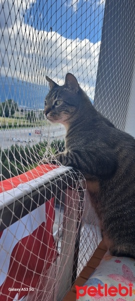 Tekir Kedi, Kedi  MÜEZZA fotoğrafı