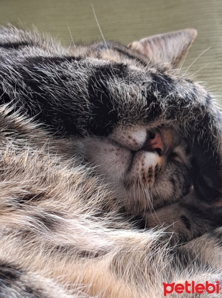Tekir Kedi, Kedi  MÜEZZA fotoğrafı