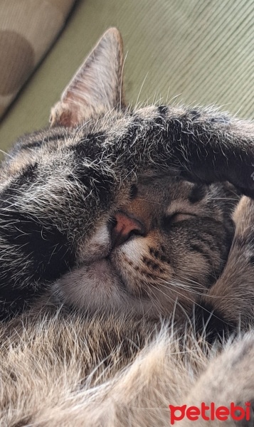 Tekir Kedi, Kedi  MÜEZZA fotoğrafı